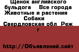 Щенок английского бульдога  - Все города Животные и растения » Собаки   . Свердловская обл.,Реж г.